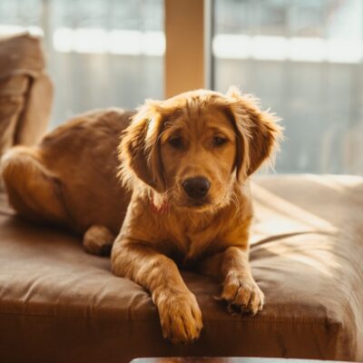 golden retriever puppy lying on brown wooden floor